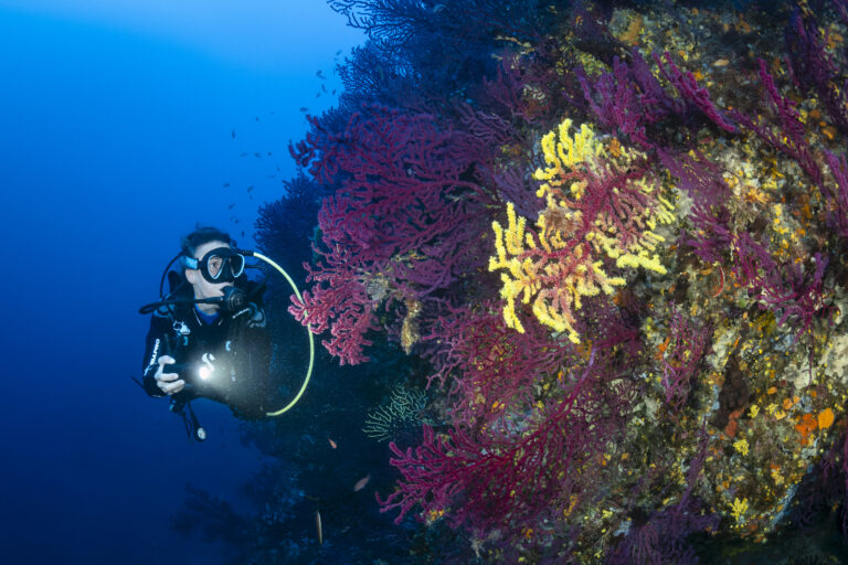 Plongée à Marseille photo 13